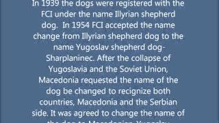 Yugoslav Shepdog - Šarplaninac