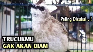 trucukan gacor EMOSI ROPEL PANJANG pancingan trucukan agar bunyi JADIKAN burung trucukan gacor NYAUT