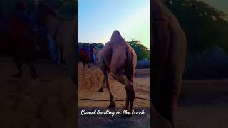 Camel loading in the truck تحميل الجمل في الشاحنة || desert Thar || #camels #camelsofdesert #desert