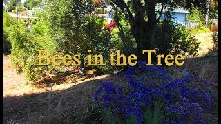 Bees in the Tree