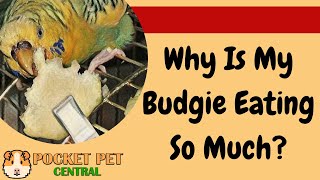 Why Is My Budgie Eating So Much {3 Main Reasons Here}