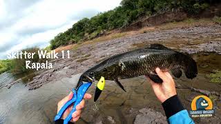 🎣😅 Tarariras atacan en superficie | Pesca Topwater Tarariras Uruguay