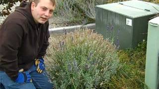 Keeping Lavender in Shape with Job's Nursery