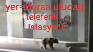 Bursa uludağ'da teleferik istasyonuna "Ayı" girdi...