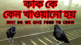 কাক কে কেন খাওয়াই /Why do we feed Crow / বট গাছ এর বীজ থেকে বা কলম করা বট গাছ বাঁচে না কেন