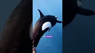 Orca The Majestic Killer Whale Discovery🐋