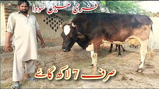 700000 ki cows||Sasta Sauda cows||Badi free Jange cow||for sale||contact Whatsapp number03316731253