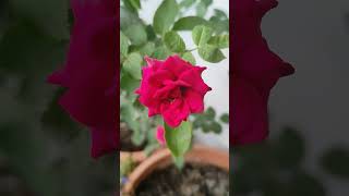 Shama Aan Baso Vrindavan Me । श्यामा आन बसो वृंदावन में #कृष्णा भजन / Rose Flower #Vatsal