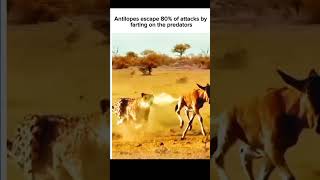 Antelope escapes by farting