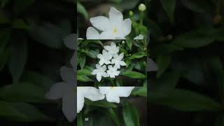 white flower #shorts #reels #shortfeed #shortvideos #youtubeshorts #whiteflower #viral