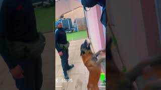 Mon chien arrête un cambrioleur😱.  #chien #police #dog #shorts #viral #youtubeshorts #malinois