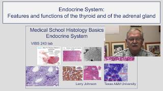 Features and Functions of the Thyroid and of the Adrenal Gland