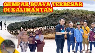 BARU SAJA,PENANGKAPAN BUAYA TERBESAR DI KALIMANTAN |BUAYA RISKA|PENANGKARAN BUAYA ASAM KUMBANG.