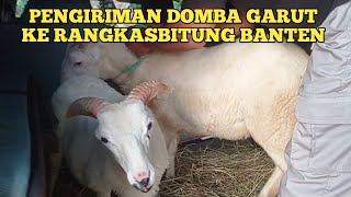 Pengiriman domba garut petetan dan dantenan ke Rangkasbitung Banten