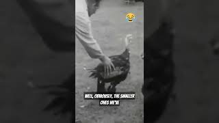 HILARIOUS Turkey's in Gumboots 😂🦃#funnyshorts #shorts