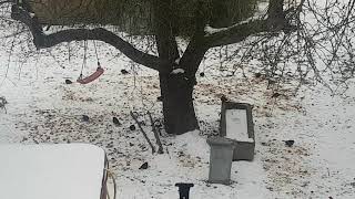 Birds are eating apples in garden