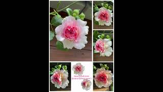 Auscrystal rose