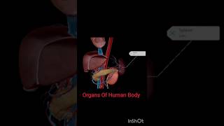 Organs Of Human Body#viral#shorts#short#youtubeshorts#viralvideo#shortvideo