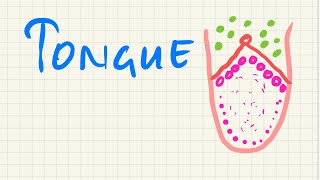 Tongue|| introduction || external features || papillae || head n neck simplified✔️