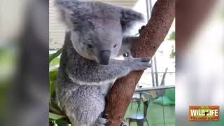 WILD LIFE Sydney Zoo - live stream with koalas! Feeding Time. Learn About The Koala Fun Facts.