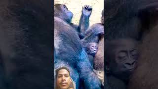 Gorilla family #gorilla #gorillatag #gorillatagfun #trending #monkey #animals #gorillafamily #shorts