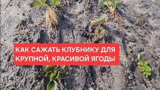 КАК ПРАВИЛЬНО САДИТЬ КЛУБНИКА ДЛЯ БОЛЬШОЙ И КРУПНОЙ ЯГОДЫ