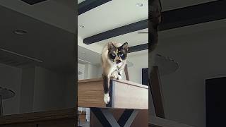 Siamese cat on Uniarch Camera