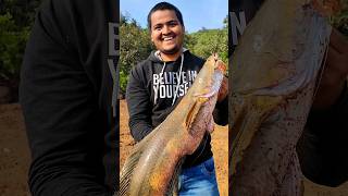 Monster Snakehead Caught in Dam #explorewithatharva #angling #fishing #snakehead #murrel #shorts