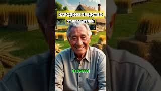 Вредителей как не бывало: идеальное народное средство! #огород