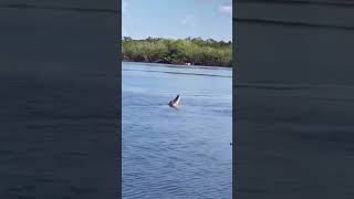 Alligator 🐊 jumps out of the water trying to catch a drone!