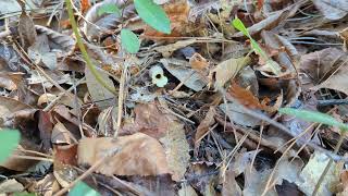 Little Brown Jug/Wild Ginger (Hexastylis arifolia)