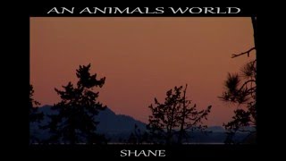 SHANE    AN ANIMALS LIFE