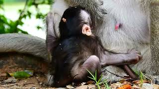 Mom Tara is feeding milk baby Tia