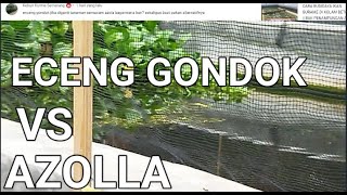 CARA BUDIDAYA IKAN GURAME DI KOLAM BETON - ECENG GONDOK VS AZOLLA