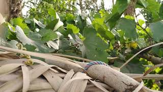 الطبيه في الصعيد بلدي 🌲🌱🌴🌷🐦الحاج مرجان🌷