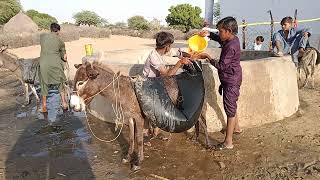 The people of Thar carry water on donkeys  🐴🐴💖😘💫💫