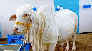 MASHAALLAH BEAUTIFUL NUKRAA || SOHRAB GOTH MAWESHI MANDI KARACHI || BIGGEST BULLS IN PAKISTAN