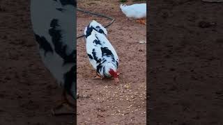 ALIMENTANDO OS MARROCOS E AS GALINHAS 🐔