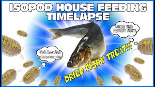 Isopod Feeding Madness: Watch the Timelapse of Dried Fish Head Feeding in my terrarium