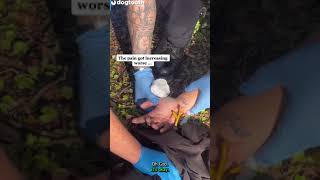 Hawk Buries Claw in Hand of Mum who Tried to Save It || Dogtooth Media