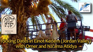 Picking Dates in Einot Kedem (Jordan Valley) with Omer and Na'ama Atidya