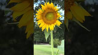 24-170 — A Sunflower Grows in the Summerset Garden