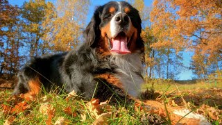 Bernese Mountain Dog and Dock Diving