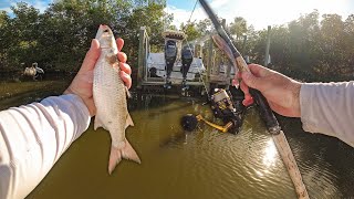 Snook Were Everywhere! Live Mullet and Lure Action!