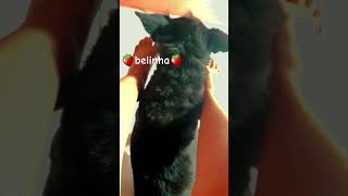 minha cachorrinha ta muito grande😳🤭