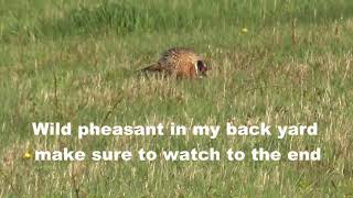 Wild pheasant in my back yard