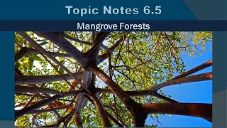 Topic Notes 6.5: Mangrove Forests