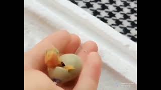 have you seen a chick coming out of egg?