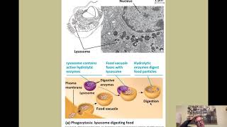 B3-3 The Dynamic Endomembrane System