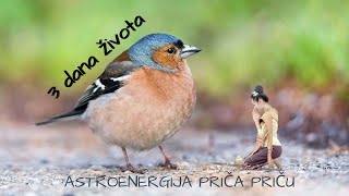 3 dana života - Astroenergija priča